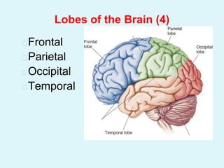 �Frontal
�Parietal
�Occipital
�Temporal
Lobes of the Brain (4)
 