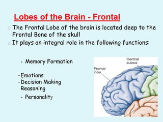 � The Frontal Lobe of the brain is located deep to the
Frontal Bone of the skull
� It plays an integral role in the following functions:
Lobes of the Brain - Frontal
- Memory Formation
-Emotions
-Decision Making
Reasoning
- Personality
 