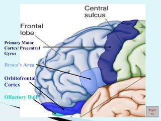 Primary Motor
Cortex/ Precentral
Gyrus
Broca’s Area
Orbitofrontal
Cortex
Olfactory Bulb
Regio
ns
 