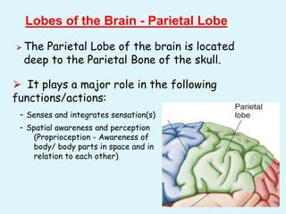 ⮚ The Parietal Lobe of the brain is located
deep to the Parietal Bone of the skull.
Lobes of the Brain - Parietal Lobe
⮚ It plays a major role in the following
functions/actions:
- Senses and integrates sensation(s)
- Spatial awareness and perception
(Proprioception - Awareness of
body/ body parts in space and in
relation to each other)
 