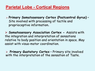 Parietal Lobe - Cortical Regions
⮚ Primary Somatosensory Cortex (Postcentral Gyrus) –
Site involved with processing of tactile and
proprioceptive information.
⮚ Somatosensory Association Cortex - Assists with
the integration and interpretation of sensations
relative to body position and orientation in space. May
assist with visuo-motor coordination.
⮚ Primary Gustatory Cortex – Primary site involved
with the interpretation of the sensation of Taste.
 