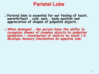 Parietal Lobe
❑ Parietal lobe is essential for our feeling of touch,
warmth/heat , cold, pain , body position and
appreciation of shapes of palpated objects .
❑ When damaged , the person loses the ability to
recognize shapes of complex objects by palpation
(palpation = examination of objects by touch ) &
develops Sensory Inattention on opposite side
22
 