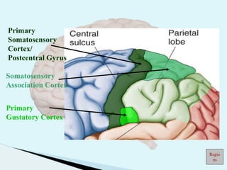 Primary
Somatosensory
Cortex/
Postcentral Gyrus
Primary
Gustatory Cortex
Somatosensory
Association Cortex
Regio
ns
 