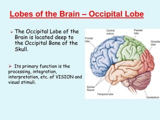Lobes of the Brain – Occipital Lobe
⮚ The Occipital Lobe of the
Brain is located deep to
the Occipital Bone of the
Skull.
⮚ Its primary function is the
processing, integration,
interpretation, etc. of VISION and
visual stimuli.
 