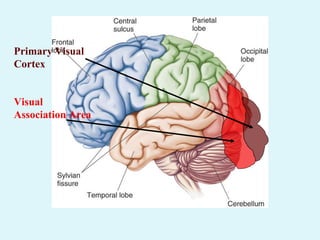 Primary Visual
Cortex
Visual
Association Area
 