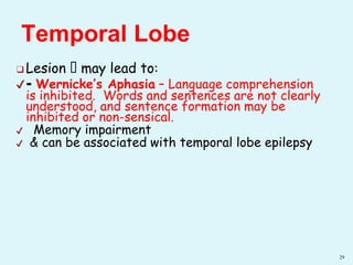 ❑ Lesion 🡪 may lead to:
✔- Wernicke’s Aphasia – Language comprehension
is inhibited. Words and sentences are not clearly
understood, and sentence formation may be
inhibited or non-sensical.
✔ Memory impairment
✔ & can be associated with temporal lobe epilepsy
29
Temporal Lobe
 
