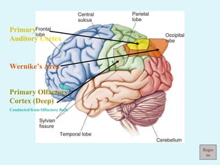Primary
Auditory Cortex
Wernike’s Area
Primary Olfactory
Cortex (Deep)
Conducted from Olfactory Bulb
Regio
ns
 