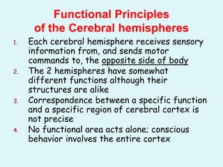 1. Each cerebral hemisphere receives sensory
information from, and sends motor
commands to, the opposite side of body
2. The 2 hemispheres have somewhat
different functions although their
structures are alike
3. Correspondence between a specific function
and a specific region of cerebral cortex is
not precise
4. No functional area acts alone; conscious
behavior involves the entire cortex
Functional Principles
of the Cerebral hemispheres
 
