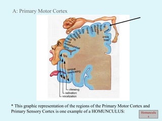 A: Primary Motor Cortex
* This graphic representation of the regions of the Primary Motor Cortex and
Primary Sensory Cortex is one example of a HOMUNCULUS: Homunculu
s
 