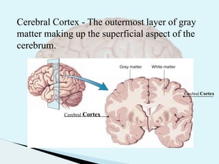 Cerebral Cortex
Cerebral Cortex
Cerebral Cortex - The outermost layer of gray
matter making up the superficial aspect of the
cerebrum.
 