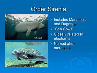 19. Class Mammalia Notes | PPT