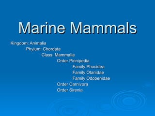 Marine Mammals Kingdom: Animalia Phylum: Chordata Class: Mammalia Order Pinnipedia Family Phocidea Family Otariidae Family Odobenidae Order Carnivora Order Sirenia 