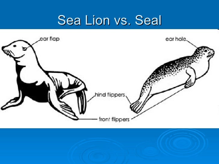 Sea Lion Vs Seal Seals Versus Sea Lions National Geographic Society