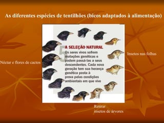 As diferentes espécies de tentilhões (bicos adaptados à alimentação)
Néctar e flores de cactos
Retirar
insetos de árvores
Insetos nas folhas
 