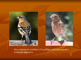 Duas espécies de tentilhões (Fringillidae) diferentes devido a
irradiação adaptativa.
 