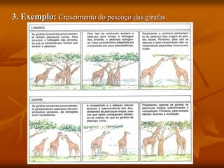 3. Exemplo: Crescimento do pescoço das girafas.
 