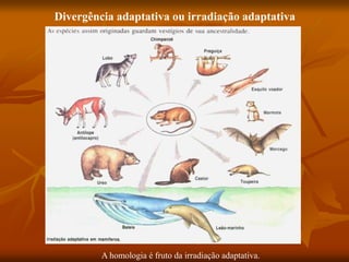 Divergência adaptativa ou irradiação adaptativa
A homologia é fruto da irradiação adaptativa.
 