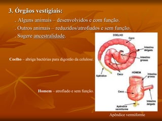 3. Órgãos vestigiais:
. Alguns animais – desenvolvidos e com função.
. Outros animais – reduzidos/atrofiados e sem função.
. Sugere ancestralidade.
Apêndice vermiforme
Coelho – abriga bactérias para digestão da celulose.
Homem – atrofiado e sem função.
 