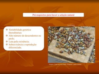  Variabilidade genética
(hereditária);
 Alto número de descendentes na
prole;
 Luta pela existência;
 Sobrevivência e reprodução
diferenciada.
Pré-requisitos para haver a seleção natural
Variabilidade
Imagem: O'ahu tree snail shells / Wmpearl / public domain
 