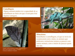 Camuflagem
Alguns animais podem ter a capacidade de se
camuflarem ao meio em que vivem para tirar
alguma vantagem.
Mimetismo
Semelhante à camuflagem, só que ao invés de
se parecerem com o meio, os animais que
praticam o mimetismo tentam se parecer com
outros animais, com o intuito de parecer quem
não são.
Camaleão
Bicho-folha
Imagem: Calumma Parsonii Ste Marie Madagascar / autor:
JialiangGao / GNU Free Documentation License
Imagem: Kallima paralekta (Collodi’s ‘Butterfly House’) /
autor: Flavio (back for a while...) / Creative
Commons Attribution 2.0 Generic
 