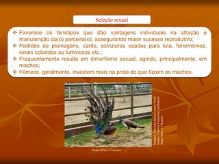 Seleção sexual
 Favorece os fenótipos que dão vantagens individuais na atração e
manutenção da(o) parceira(o), assegurando maior sucesso reprodutivo;
 Padrões de plumagens, canto, estruturas usadas para luta, ferormônios,
sinais coloridos ou luminosos etc.;
 Frequentemente resulta em dimorfismo sexual, agindo, principalmente, em
machos;
 Fêmeas, geralmente, investem mais na prole do que fazem os machos.
Pavão ((Pavo Cristatus)
Imagem:
Peacocks
dating
/
autor:
Paulo
Juntas
/
Creative
Commons
Attribution-
Share
Alike
2.5
Generic
 