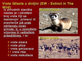 Vrste iščezle u divljini (EW - Extinct in TheVrste iščezle u divljini (EW - Extinct in The
Wild)Wild)
Iz prirodnih staništaIz prirodnih staništa
nestao je i određeninestao je i određeni
broj vrsta čiji sebroj vrsta čiji se
malobrojni primerci ilimalobrojni primerci ili
populacijepopulacije još uvekjoš uvek
održavaju izvanodržavaju izvan
prirode, tj. u zoološkimprirode, tj. u zoološkim
vrtovima ili veštačkimvrtovima ili veštačkim
pribežištimapribežištima, i to:, i to:
33 vrste sisaravrste sisara
44 vrste pticavrste ptica
11 vrsta gmizavacavrsta gmizavaca
1111 vrsta ribavrsta riba
99 vrsta mekušacavrsta mekušaca
Mustela nigripesMustela nigripes
Gazella saudiyaGazella saudiya
 