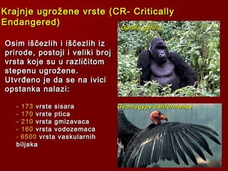 Krajnje ugrožene vrste (CR- CriticallyKrajnje ugrožene vrste (CR- Critically
Endangered)Endangered)
Osim iščezlih i iščezlih izOsim iščezlih i iščezlih iz
prirode, postoji i veliki brojprirode, postoji i veliki broj
vrsta koje su u različitomvrsta koje su u različitom
stepenu ugrožene.stepenu ugrožene.
Utvrđeno je da se na iviciUtvrđeno je da se na ivici
opstanka nalazi:opstanka nalazi:
- 173- 173 vrste sisaravrste sisara
- 170- 170 vrste pticavrste ptica
- 210- 210 vrsta gmizavacavrsta gmizavaca
- 160- 160 vrsta vodozemacavrsta vodozemaca
- 65006500 vrsta vaskularnihvrsta vaskularnih
biljakabiljaka
Gorilla gorillaGorilla gorilla
Gymnogyps californianusGymnogyps californianus
 