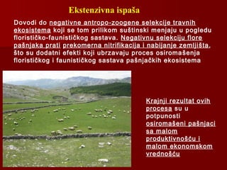 Ekstenzivna ispaša
Dovodi do negativne antropo-zoogene selekcije travnih
ekosistema koji se tom prilikom suštinski menjaju u pogledu
florističko-faunističkog sastava. Negativnu selekciju flore
pašnjaka prati prekomerna nitrifikacija i nabijanje zemljišta,
što su dodatni efekti koji ubrzavaju proces osiromašenja
florističkog i faunističkog sastava pašnjačkih ekosistema
Krajnji rezultat ovih
procesa su u
potpunosti
osiromašeni pašnjaci
sa malom
produktivnošću i
malom ekonomskom
vrednošću
 