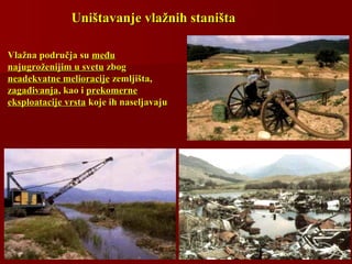 Uništavanje vlažnih staništaUništavanje vlažnih staništa
Vlažna područja suVlažna područja su međumeđu
najugroženijim u svetunajugroženijim u svetu zbogzbog
neadekvatne melioracijeneadekvatne melioracije zemljišta,zemljišta,
zagađivanjazagađivanja, kao i, kao i prekomerneprekomerne
eksploatacije vrstaeksploatacije vrsta koje ih naseljavajukoje ih naseljavaju
 