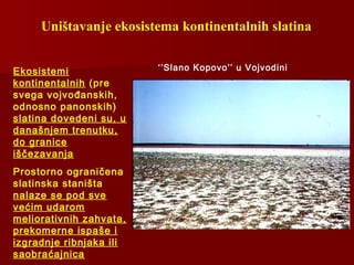 Uništavanje ekosistema kontinentalnih slatina
Ekosistemi
kontinentalnih (pre
svega vojvođanskih,
odnosno panonskih)
slatina dovedeni su, u
današnjem trenutku,
do granice
iščezavanja
Prostorno ograničena
slatinska staništa
nalaze se pod sve
većim udarom
meliorativnih zahvata,
prekomerne ispaše i
izgradnje ribnjaka ili
saobraćajnica
‘’Slano Kopovo’’ u Vojvodini
 