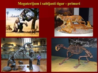 Megaterijum i sabljasti tigar - primeriMegaterijum i sabljasti tigar - primeri
 