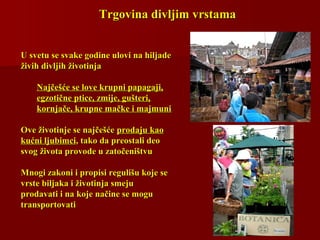 Trgovina divljim vrstamaTrgovina divljim vrstama
U svetu se svake godine ulovi na hiljadeU svetu se svake godine ulovi na hiljade
živih divljih životinjaživih divljih životinja
Najčešće se love krupni papagaji,Najčešće se love krupni papagaji,
egzotične ptice, zmije, gušteri,egzotične ptice, zmije, gušteri,
kornjače, krupne mačke i majmunikornjače, krupne mačke i majmuni
Ove životinje se najčešćeOve životinje se najčešće prodaju kaoprodaju kao
kućni ljubimcikućni ljubimci, tako da preostali deo, tako da preostali deo
svog života provode u zatočeništvusvog života provode u zatočeništvu
Mnogi zakoni i propisi regulišu koje seMnogi zakoni i propisi regulišu koje se
vrste biljaka i životinja smejuvrste biljaka i životinja smeju
prodavati i na koje načine se moguprodavati i na koje načine se mogu
transportovatitransportovati
 