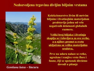 Nedozvoljena trgovina divljim biljnim vrstama
Kolekcionarstvo živim ili mrtvim
biljnim i životinsjkim materijalom
predstavlja jednu od vrlo
negativnih delatnosti globalnih
razmera.
Veliki broj biljaka i životinja
skuplja se i izlovljava za ove svrhe,
a u njihov promet u svetu
uključena su velika materijalna
sredstva.
Prve na udaru nalaze se retke,
ugrožene i ranjive vrste flore i
faune, čiji se opstanak direktno
dovodi u pitanje
Gentiana lutea – lincura
 