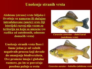 Alohtone (strane) vrste biljaka iAlohtone (strane) vrste biljaka i
životinja suživotinja su namerno ili slučajnonamerno ili slučajno
introdukovane (unete) vrste čijiintrodukovane (unete) vrste čiji
istorijski razvoj nije vezan zaistorijski razvoj nije vezan za
teritoriju na koju su uneseneteritoriju na koju su unesene (za(za
razliku od autohtonih, odnosnorazliku od autohtonih, odnosno
domaćih vrsta)domaćih vrsta)
Unošenje stranih vrstaUnošenje stranih vrsta
Carassius carassius – zlatni karaš
(autohtona vrsta)
Carassius auratus – babuška (alohtona vrsta
Unošenje stranih vrsta flore i
faune jedan je od važnih
negativnih procesa koji dovode
do smanjenja biodiverziteta.
Ove promene imaju i globalne
razmere, pa im se posvećuje
posebna pažnja u svetu
 