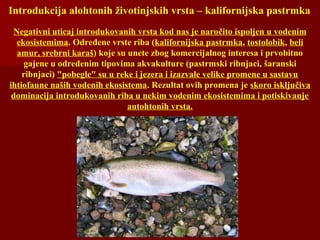 Introdukcija alohtonih životinjskih vrsta – kalifornijska pastrmka
Negativni uticaj introdukovanih vrsta kod nas je naročito ispoljen u vodenim
ekosistemima. Određene vrste riba (kalifornijska pastrmka, tostolobik, beli
amur, srebrni karaš) koje su unete zbog komercijalnog interesa i prvobitno
gajene u određenim tipovima akvakulture (pastrmski ribnjaci, šaranski
ribnjaci) "pobegle" su u reke i jezera i izazvale velike promene u sastavu
ihtiofaune naših vodenih ekosistema. Rezultat ovih promena je skoro isključiva
dominacija introdukovanih riba u nekim vodenim ekosistemima i potiskivanje
autohtonih vrsta.
 