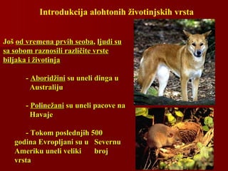 JošJoš od vremena prvih seobaod vremena prvih seoba,, ljudi suljudi su
sa sobom raznosili različite vrstesa sobom raznosili različite vrste
biljaka i životinjabiljaka i životinja
-- AboridžiniAboridžini su uneli dingsu uneli dingaa uu
AustralijuAustraliju
-- PolinežaniPolinežani su uneli pacove nasu uneli pacove na
HavajeHavaje
- Tokom poslednjih 500- Tokom poslednjih 500
godina Evropljani su ugodina Evropljani su u SevernuSevernu
Ameriku uneli velikiAmeriku uneli veliki brojbroj
vrstavrsta
Introdukcija alohtonih životinjskih vrsta
 