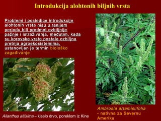 Introdukcija alohtonih biljnih vrsta
Problemi i posledice introdukcijeProblemi i posledice introdukcije
alohtonih vrstaalohtonih vrsta nisu u ranijemnisu u ranijem
periodu bili predmet ozbiljnijeperiodu bili predmet ozbiljnije
pažnjepažnje i istraživanja,i istraživanja, međutim, kadameđutim, kada
su korovske vrste postale ozbiljnasu korovske vrste postale ozbiljna
pretnja agroekosistemima,pretnja agroekosistemima,
ustanovljen je terminustanovljen je termin biološkobiološko
zagađivanjezagađivanje
Ambrosia artemisiifoliaAmbrosia artemisiifolia
- nativna za Severnu
Ameriku
Ailanthus altisima – kiselo drvo, poreklom iz Kine
 
