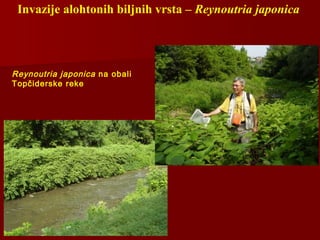 Invazije alohtonih biljnih vrsta – Reynoutria japonica
Reynoutria japonica na obali
Topčiderske reke
 