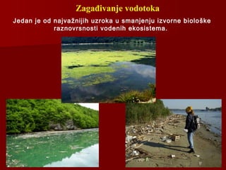 Zagađivanje vodotoka
Jedan je od najvažnijih uzroka u smanjenju izvorne biološke
raznovrsnosti vodenih ekosistema.
 