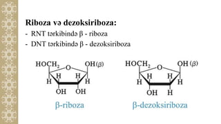 19 fruktoza, riboza, dezoksiriboza | PPTX