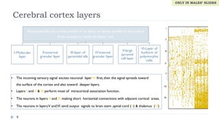 19-Functions of Cerebral Hemisphere.pdf