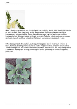 Gulia




Gulia (Brassica oleracea var. gongylodes) este o legumă cu o aroma dulce și delicată, inrduita
cu varza, ambele  facand parte din familia Brassicaceae.  Gulia se cultiva pentru tulpina
ingrosata care este comestibila. Este o planta bienala, care in primul an formeaza tulpina
ingrosata,iar in al doilea an tulpina florifera si semintele.Radacina este pivotata, cu numeroase
ramificatii, frunzele sunt lung-petiolate iar florile sunt asemanatoare cu cele ale verzei.


In functie de perioada de vegetatie, cultura guliilor se poate face in doua feluri: timpurie  si
tarzie. Pentru cultura timpurie rasadurile se produc in spatii incalzite, iar pentru cultura tarzie,
 rasadurile se produc  prin semanare directa in brazde la inceputul lunii mai. Timpul de plantare
a rasadurilor in camp este la inceputul lunii aprilie pentru guliile timpurii si luna iunie pentru
guliile tarzii.




 




                                                                                               1/3
 