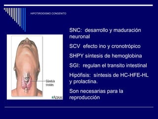 HIPOTIROIDISMO CONGENITO SNC:  desarrollo y maduración  neuronal SCV  efecto ino y cronotrópico SHPY síntesis de hemoglobina  SGI:  regulan el transito intestinal Hipófisis:  síntesis de HC-HFE-HL y prolactina. Son necesarias para la reproducción  
