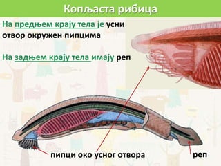 На предњем крају тела је усни
отвор окружен пипцима
На задњем крају тела имају реп
пипци око усног отвора реп
Копљаста рибица
 
