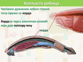Читавом дужином леђне стране
тела пружа се хорда
Хорда је чврст, еластичан штапић
који даје потпору телу
хорда
Копљаста рибица
 
