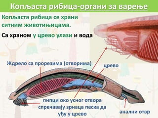 Копљаста рибица се храни
ситним животињицама.
Са храном у црево улази и вода
Копљаста рибица-органи за варење
пипци око усног отвора
спречавају зрнаца песка да
уђу у црево анални отвр
Ждрело са прорезима (отворима) црево
 
