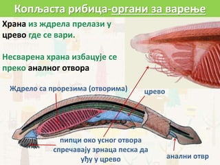 Храна из ждрела прелази у
црево где се вари.
Несварена храна избацује се
преко аналног отвора
пипци око усног отвора
спречавају зрнаца песка да
уђу у црево анални отвр
Ждрело са прорезима (отворима) црево
Копљаста рибица-органи за варење
 