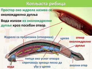 Простор око ждрела назива се
околождрелна дупља
Вода излази из околождрелне
дупље кроз посебан отвор.
Копљаста рибица
пипци око усног отвора
спречавају зрнаца песка да
уђу у црево анални отвр
цревоЖдрело са прорезима (отворима) отвор
околождрелне
дупље
вода
 