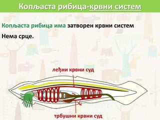 Копљаста рибица има затворен крвни систем
Нема срце.
Копљаста рибица-крвни систем
леђни крвни суд
трбушни крвни суд
 