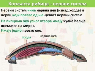 Копљаста рибица - нервни систем
нервна цев
Нервни систем чине нервна цев (изнад хорде) и
нерви који полазе од ње-цеваст нервни систем
На пипцима око усног отвора имају чулне ћелије
осетљиве на мирис.
Имају једно просто око.
хорда
 
